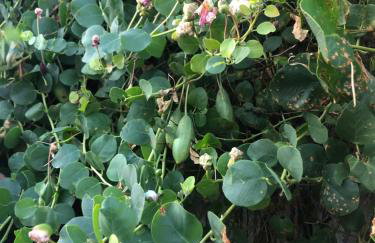 Villa Iva Lastovo - Foto 43