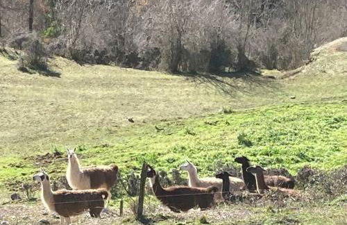 cocoon 52 m2 new, beautiful view castle and mountain - Foto 9