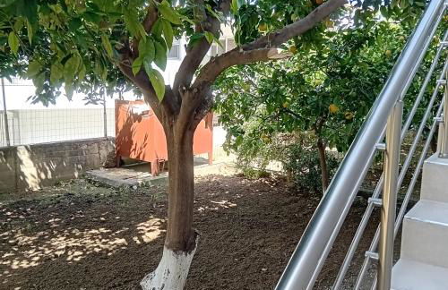 Dioni of Rhodes - Foto 19