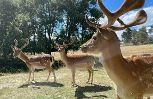 Quinta do Borges 2 - Foto 12