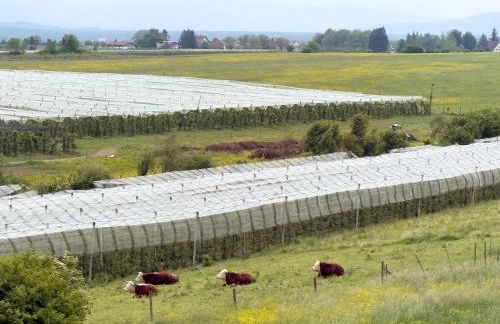 Biohof Stotz - Foto 21