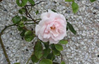 Grey Goose Cottage - Foto 24