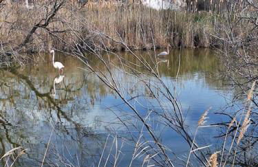 De l'eau et des oiseaux ! - Foto 11