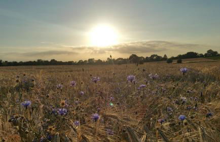Haus an der Pferdekoppel am Blankenburger See - Photo 32