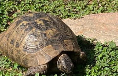 Rifugio Storico sul Mare - Foto 2