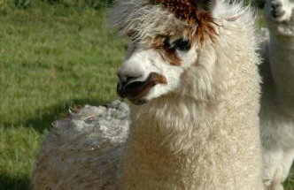 Alpaca Lodge on the North Coast - Foto 9