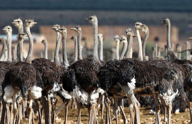 Berluda Farmhouse & Cottages - Photo 53