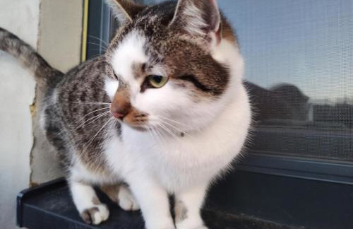 Chabrowa Polana domek - Foto 14