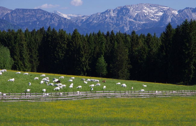 Holiday Apartment Almstuberl - Photo 28