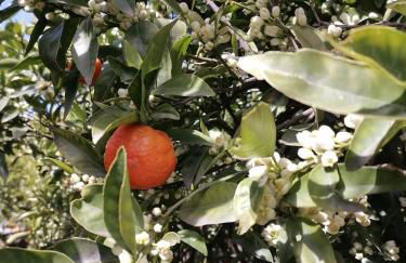 La maiolica - Foto 49