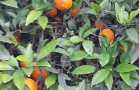 Sol en la plaja - Photo 34