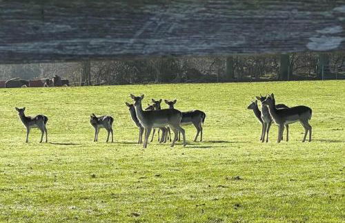 Arniss Lodge - Photo 31