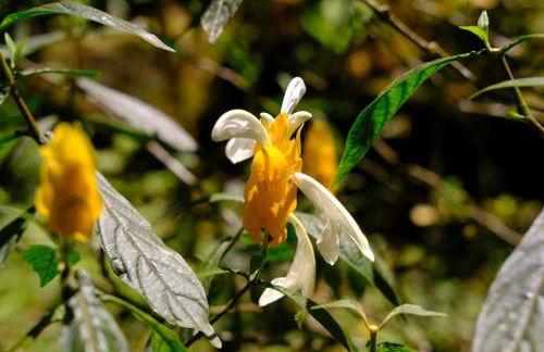 Casa em penedo com cachoeira - Photo 39