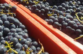 Agriturismo La Ginestrella - Foto 15