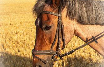 Meislahnhof Fehmarn - Foto 71