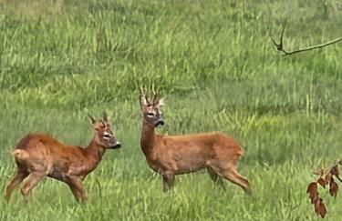 Deers view - Foto 17