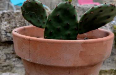 La petite maison de poncho - Foto 25