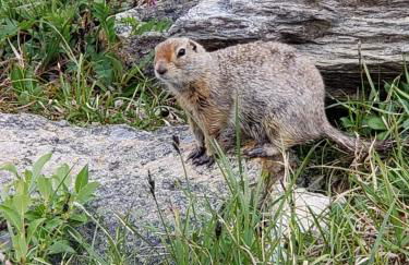 Denali Wild Stay - Redfox Cabin, Free Wifi, private, sleep 6 - Foto 27