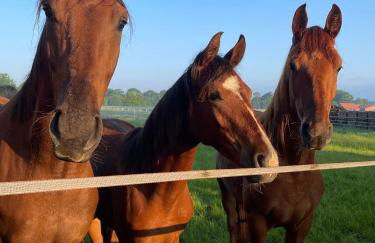 Landhaus am Esch - Foto 14