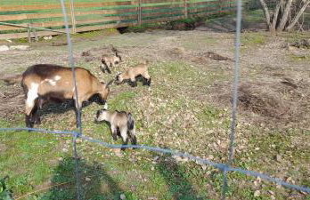 Quinta da Bolota Guest House - Foto 3