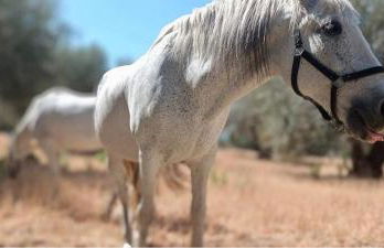 La Cuadra de Finca Don Carmelo - Foto 44