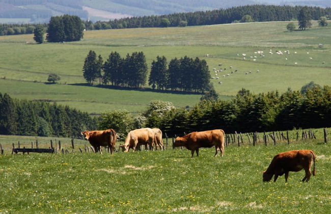 Cozy Villa in Vielsalm With Private Garden - Photo 36