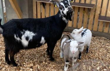 Ferienwohnungen Zeller - Foto 35