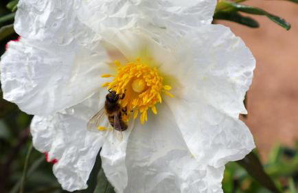 T1 in Albufeira near Alfamar Hotel - Foto 15