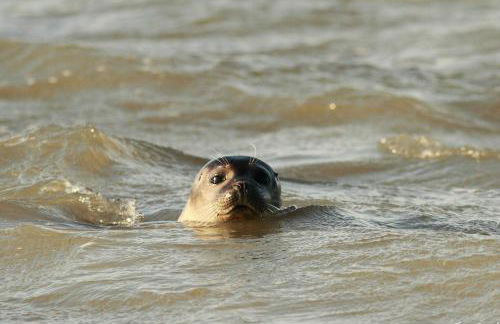 Vue exceptionnelle sur la Baie de Somme - Foto 11