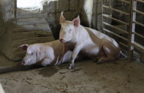 Meronas Eco House - Foto 25