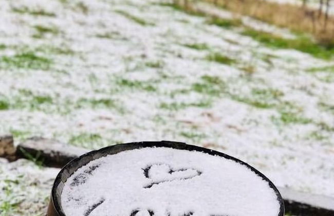 Papillon Cellars - Foto 17