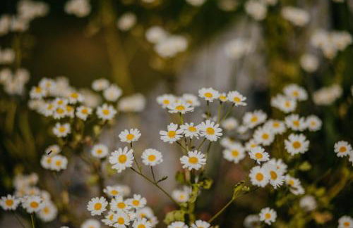 Haus Bergfrieden - Foto 42