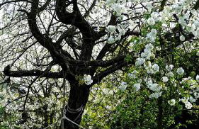 Karolówka Nad Osławą - Foto 12