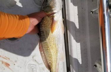 The Coastal Crab - Foto 58