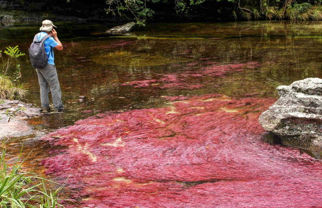 Tour de 3, 4 o 5 días por Caño Cristales y Sierra de La Macarena - Foto 4