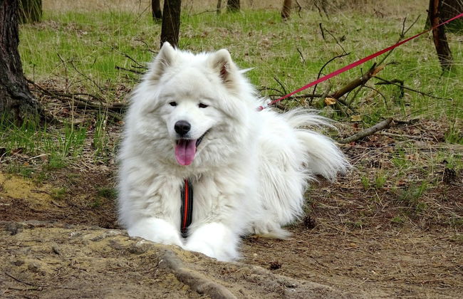 Spacious Holiday Home in Eersel With Open Fire - Foto 20