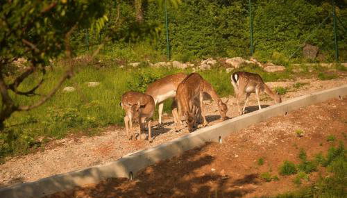 Villa Škavre by IstriaLux - Foto 2