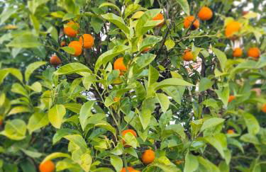 Villa Brocéliande - Les Tilleuls - Foto 36