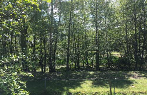 Ferienhaus-Wiesengrund - Photo 49