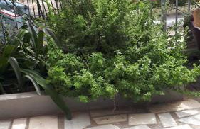 Kate-Mari House - Foto 34