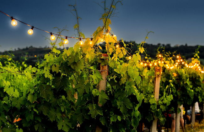 Agriturismo La Fonte - Photo 39