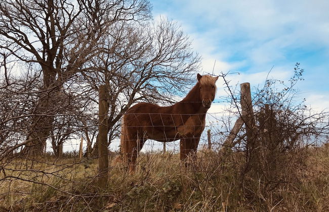 3 Bedroom Country Retreat - Dogs Welcome - Foto 20