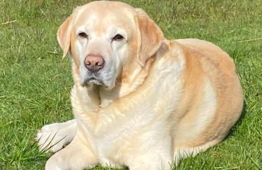 Unique luxurious cabin on sea view working croft - Photo 33