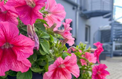 Stilvoll-Fewo mit Garten - Photo 22