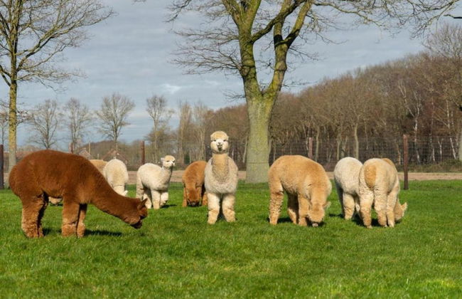 Holiday Home in Brabant With Private Spa - Photo 35