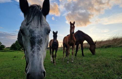 Ferienhaus am Pferdehof - Photo 23