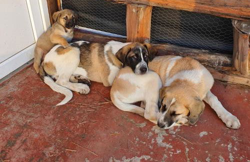 Gojim Casa Rural - Foto 119