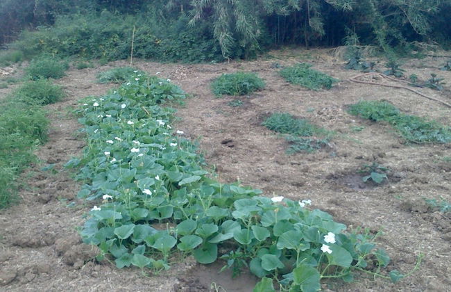 Casa Gelferraro - Foto 20