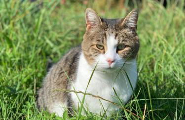 Ferienapartment Huber - Foto 24