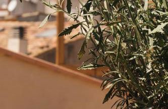 Apartaments la Rambla - Arbequina - 6 persones - Foto 24